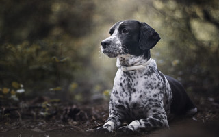 Black white dog woods backlight - photorealism free wallpaper