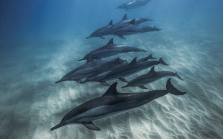Dolphins diver ocean jigsaw award - antipodean free wallpaper