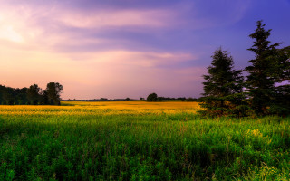 Sunset grass trees cloudy sky - under free wallpaper for desktop
