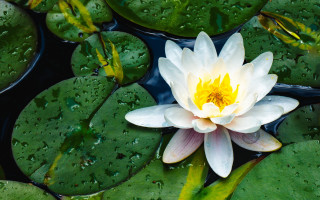 White yellow water lily green - blanche hoschedé monet free wallpaper