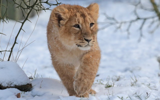 Lion snowy zoo wildlife photography - in a zoo enclosure free wallpaper