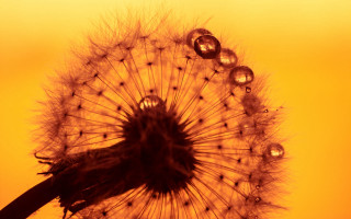 Dandelion water drops macro naturalism - drop of water free wallpaper
