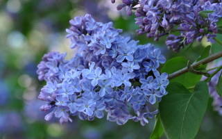 Blue flowers branch green leaves - naturalism free wallpaper