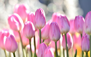 Pink flower field bokeh macro 3 - a bunch free wallpaper for desktop