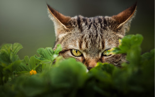 Cat green eyes hiding grass - green free wallpaper