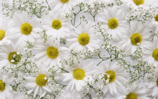 White flower bouquet closeup floral - a green center free wallpaper