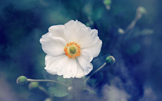 White flower yellow center blue - soft color free wallpaper