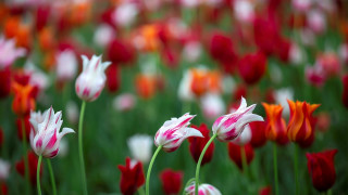 Flower field bokeh blurry colorful - green stem free wallpaper