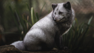 Small gray dog forest grass - caspar wolf free wallpaper