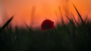 Red flower field sunset blurry - a red flower free wallpaper