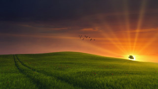 Field tree birds sunset horizon - crepuscular ray free wallpaper