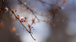 Cherry blossoms branch flower leaves - soft free wallpaper