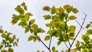 Tree leaves blue sky clouds 3 - against free wallpaper for desktop