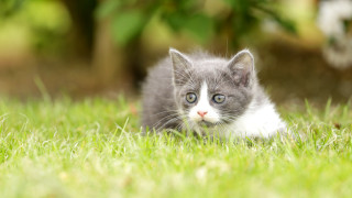 Kitten grass daisy bokeh blurry - a small kitten free wallpaper