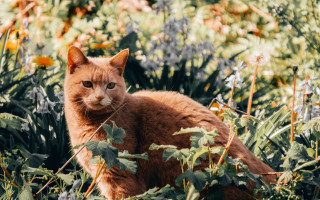 Sad cat autumn flower field - a field of flowers free wallpaper