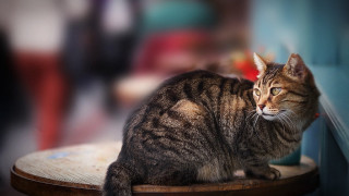 Cat sitting table distant look 2 - carlos catasse free wallpaper for desktop