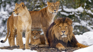 Lions snowy outdoor nature wildlife - top of a snow free wallpaper