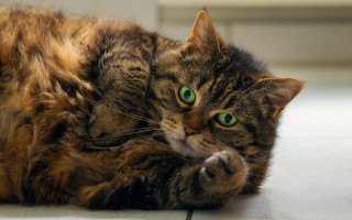 Curious green eyed cat jigsaw - green eye free wallpaper