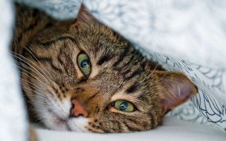Curious cat under blanket green - clovis trouille free wallpaper