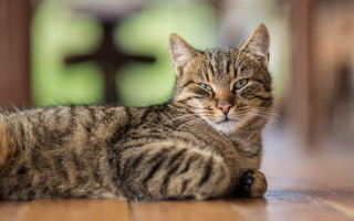 Cat cross blurry background animal - a cat free wallpaper