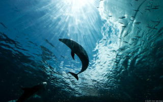 Fish group swimming underwater sunlight - a large body of water free wallpaper