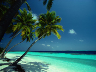 Beach palm trees boat ocean - clear blue water free wallpaper