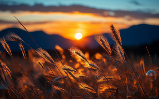 Sunset grass field clouds horizon - a picture free wallpaper for desktop