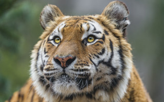 Tiger closeup blurry background animal - a blurry background of trees and bushes free wallpaper