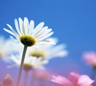Daisies field blue sky pink - a macro photograph free wallpaper