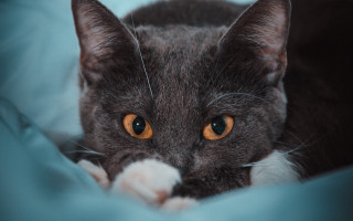 Cat yellow eye blue blanket - a yellow eye free wallpaper