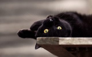 Black cat green eyes curious - a black cat free wallpaper