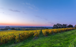 Sunset grass field trees horizon - a row of trees free wallpaper
