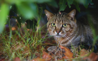 Cat surprised grass focus puzzle - neoplasticism free wallpaper