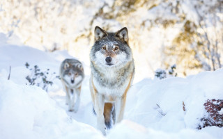 Wolves walking snow woods nature - caspar wolf free wallpaper