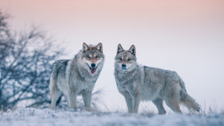 Two wolfs snowy field open - a snowy field free wallpaper