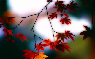 Branch red leaves blurry background - a picture free wallpaper