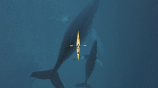Yellow boat whale night sky - winning free wallpaper for desktop