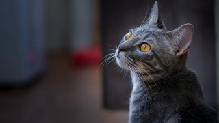 Cat looking up blurry background - a blurry background and a blurry background behind free wallpaper