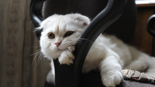 White cat black chair melting - its paw free wallpaper