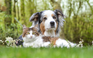 Dog cat grass trees bokeh - the grass together free wallpaper
