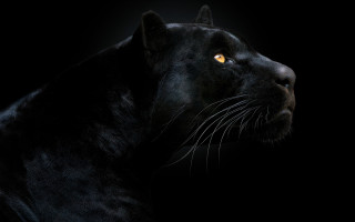 Black panther yellow eyes night - a black panther free wallpaper
