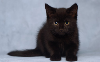 Black kitten blue eyes vanitas - david dougal williams free wallpaper