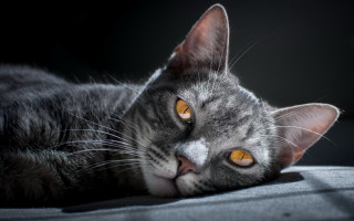 Cat couch wideeyes blackbackground vanitas - vanita free wallpaper