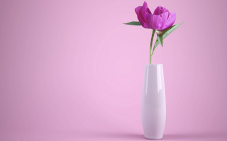 White vase purple flower pink - a white vase free wallpaper