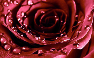 Rose water droplets red background - petal free wallpaper for desktop