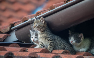 Cats roof window animal photography - animal free wallpaper