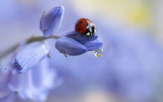 Ladybug flower water drop macro - a flower free wallpaper