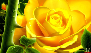 Yellow rose water drops green - a yellow rose free wallpaper
