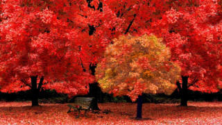Park bench autumn leaves tree - yellow leaf free wallpaper