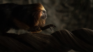 Monkey rope dark room tree - primitivism free wallpaper